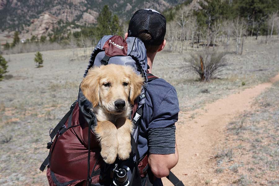 Traveling with your pet